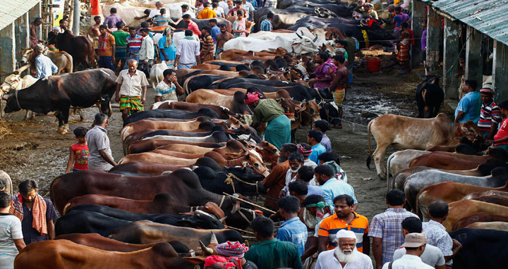 এবার রাজধানীতে ১৯ পশুর হাট